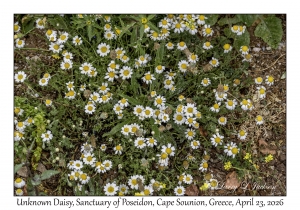 Unknown Daisy