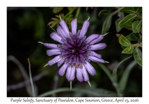 Purple Salsify