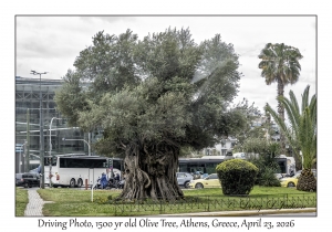 1500 year old Olive Tree