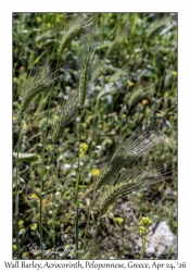 Wall Barley