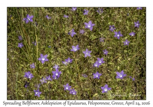 Spreading Bellflower