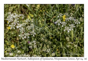 Mediterranean Hartwort