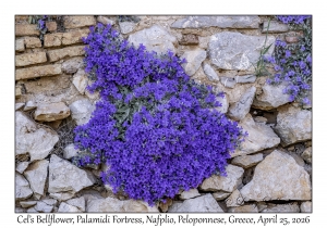 Cel's Bellflower