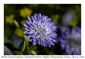 Whole-leaved Scabious