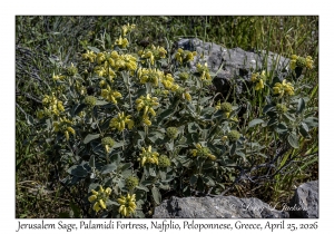 Jerusalem Sage