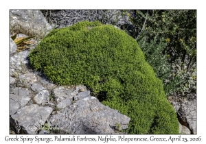 Greek Spiny Spurge