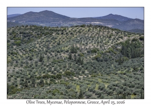 Olive Trees