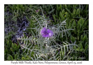 Purple Milk Thistle