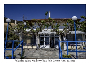 Pollarded White Mulberry Trees