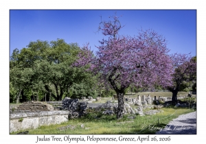 Judas Tree