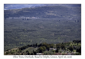Olive Trees