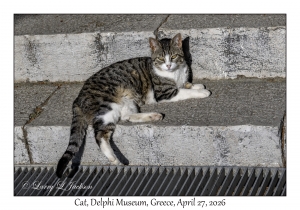 2026-04-27#6603 Cat, Delphi Museum, Greece
