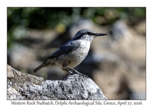 Western Rock Nuthatch