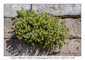 2026-04-27#6638 Alkanna orientalis - Golden Alkanet, Delphi Archaeological Site, Greece