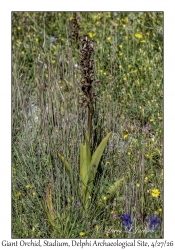 2026-04-27#6656 Himantoglossum robertianum - Giant Orchid, Stadium, Delphi Archaeological Site, Greece