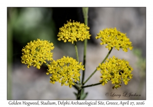 Golden Hogweed