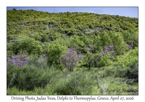 2026-04-27#6674 Driving Photo, Cercis siliquastrum - Judas Tree, Delphi to Thermopylae, Greece