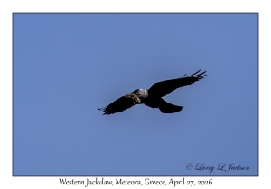 2026-04-27#6717 Coloeus monedula - Western Jackdaw, Meteora, Greece