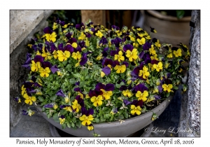 Pansies