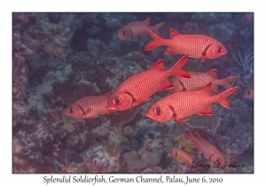 Splendid Soldierfish
