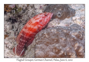 Flagtail Grouper