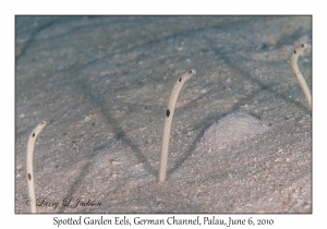 Spotted Garden Eels