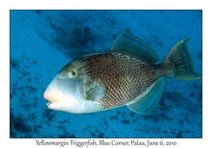 Yellowmargin Triggerfish
