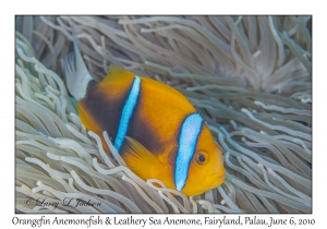 Orangefin Anemonefish in Leathery Sea Anemone