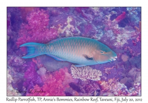 Redlip Parrotfish