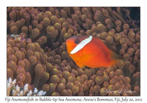 Fiji Anemonefish