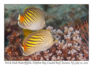 Dot & Dash Butterflyfish