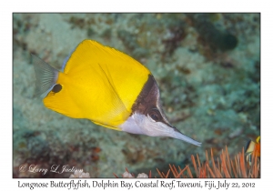 Longnose Butterflyfish
