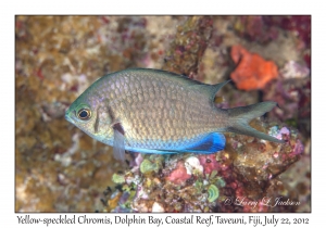 Yellow-speckled Chromis