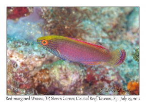 Red-margined Wrasse