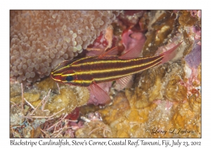 Blackstripe Cardinalfish