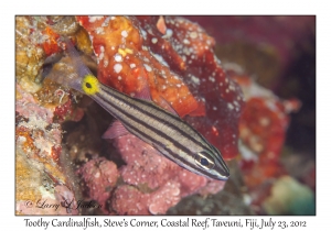 Toothy Cardinalfish