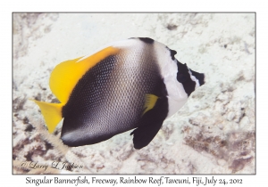 Singular Bannerfish