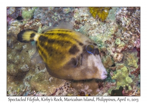 Spectacled Filefish