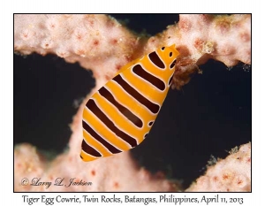 Tiger Egg Cowrie