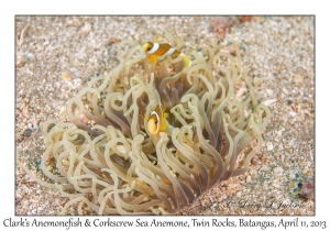 Clark's Anemonefish & Corkscrew Sea Anemone