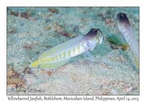 Yellowbarred Jawfish