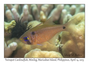 Twinspot Cardinalfish