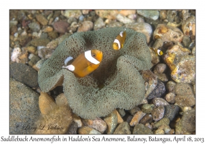 Haddon's Carpet Anemone & Saddleback Anemonefish