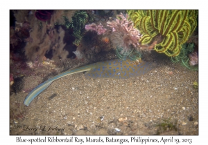 Blue-spotted Ribbontail Ray