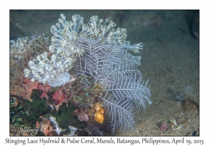 Stinging Lace Hydroid & Pulse Coral