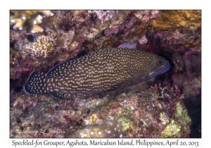 Speckled-fin Grouper