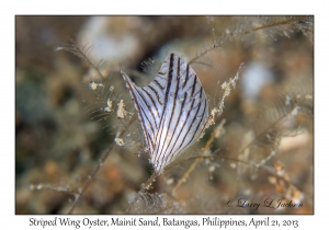 Striped Wing Oyster