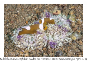 Saddleback Anemonefish in Beaded Sea Anemone