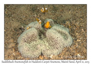 Saddleback Anemonefish in Haddon's Carpet Anemone