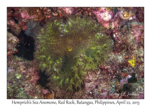 Hemprich's Sea Anemone